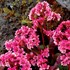 Bergenia ‘Pink Dragonfly’ Pig squeak