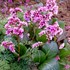 Bergenia ‘Pink Dragonfly’ Pig squeak