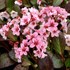 Bergenia ‘Pink Dragonfly’ Pig squeak