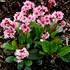 Bergenia ‘Pink Dragonfly’ Pig squeak