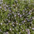 Calamintha n. 'Marvelette Blue'
