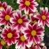 Coreopsis Candy Stripes Tickseed