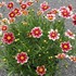 Coreopsis Candy Stripes Tickseed