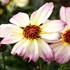 Coreopsis NOVA™ ‘Jewel