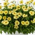 Coreopsis SOLANNA™ GLOW Tickseed
