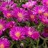 Delosperma Ocean Sunset™ Violet