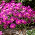 Delosperma Ocean Sunset™ Violet