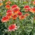 Echinacea CARA MIA™ ‘Coral’
