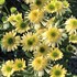 Echinacea SUNDIAL™ ‘Zenith’