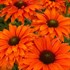 ECHINACEA SUNSEEKERS® MINEOLA