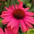 Echinacea SunSeekers® Maegenta