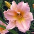 Fairy Tale Pink Daylily