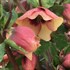 Helleborus 'Sandy Shores' HONEYMOON® Series