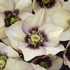 Helleborus 'Sandy Shores' HONEYMOON® Series