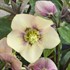Helleborus 'Sandy Shores' HONEYMOON® Series