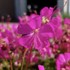 Geranium – Intense Cranesbill
