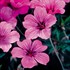 Geranium Patricia Cranesbill, Perennial Geranium