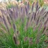 Pennisetum alopecuroides 'Ginger Love' PP26442