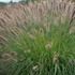 Pennisetum alopecuroides 'Ginger Love' PP26442