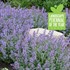 Nepeta  'Cat's Meow' 