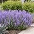 Nepeta  'Cat's Meow' 