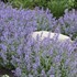 Nepeta  'Cat's Meow' 