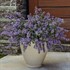Nepeta  'Cat's Meow' 