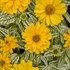 Heliopsis 'Bit of Honey' False Sunflower