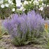 Perovskia 'Sage Advice' Russian Sage