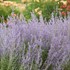 Perovskia 'Sage Advice' Russian Sage