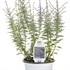 Perovskia 'Sage Advice' Russian Sage