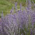 Perovskia 'Sage Advice' Russian Sage