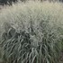 Panicum 'Niagara Falls' PP34509 CPBRAF PRAIRIE WINDS® Collection