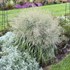 Panicum 'Niagara Falls' PP34509 CPBRAF PRAIRIE WINDS® Collection