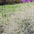 Panicum 'Niagara Falls' PP34509 CPBRAF PRAIRIE WINDS® Collection