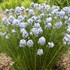 'String Theory' Blue Star Amsonia