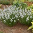 'String Theory' Blue Star Amsonia