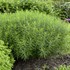 'String Theory' Blue Star Amsonia