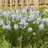 'String Theory' Blue Star Amsonia