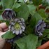 Helleborus 'Black Tie Affair' WEDDING PARTY® Series