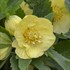Helleborus 'California Dreaming' HONEYMOON® Series