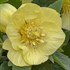 Helleborus 'California Dreaming' HONEYMOON® Series
