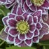 Helleborus 'Shotgun Wedding' WEDDING PARTY® Series