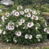 Hibiscus 'Angel Eyes' Rose Mallow