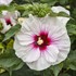 Hibiscus 'Angel Eyes' Rose Mallow