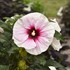 Hibiscus 'Angel Eyes' Rose Mallow