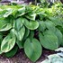 Hosta 'Jurassic Park'