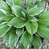 Hosta Royal Charmer