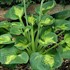 Hosta Sunset Grooves