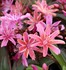 Lewisia Little Plum
